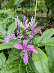 Cleome