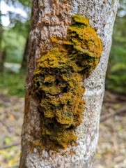 Coenogonium implexum