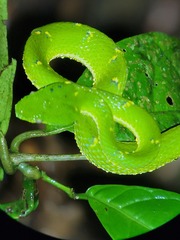 Bothriechis lateralis