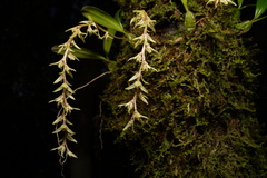 Bulbophyllum