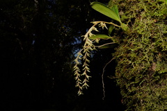 Bulbophyllum