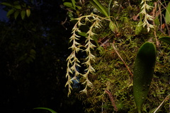 Bulbophyllum