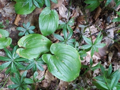 Maianthemum bifolium
