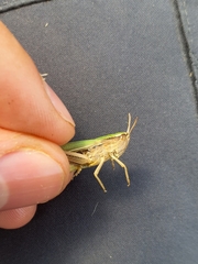 Chorthippus albomarginatus