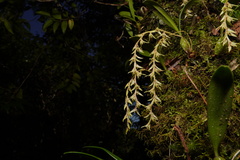 Bulbophyllum
