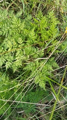 Anthriscus sylvestris