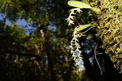 Bulbophyllum