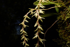 Bulbophyllum