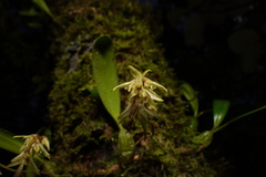 Bulbophyllum