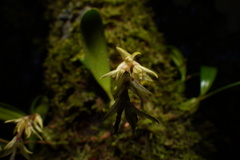 Bulbophyllum
