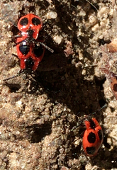 Endomychus coccineus