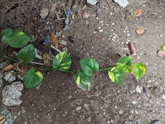 Epipremnum aureum
