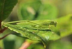Phaneroptera falcata