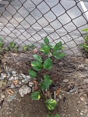 Epipremnum aureum