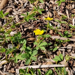 Potentilla reptans