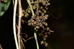 Zanthoxylum nitidum