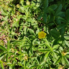 Potentilla reptans