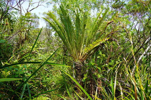 Lomariocycas image