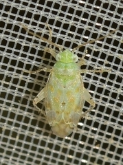Atomoscelis onusta