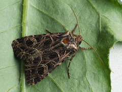 Sideridis reticulata