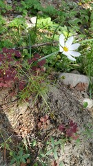 Cosmos bipinnatus