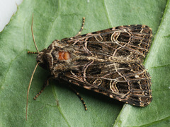 Sideridis reticulata