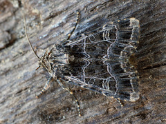 Sideridis reticulata