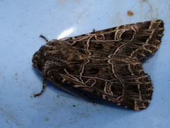 Sideridis reticulata