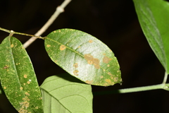 Zanthoxylum nitidum