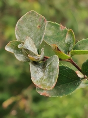 Erysiphe berberidis