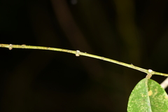 Zanthoxylum nitidum