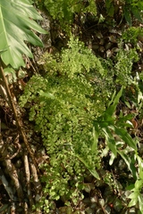 Adiantum tenerum