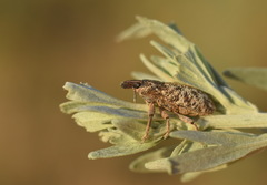 Cyphocleonus dealbatus