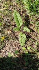 Betonica officinalis