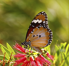 Danaus petilia