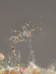 Protella