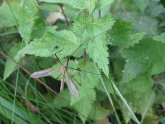 Tipula oleracea