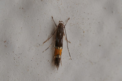 Cosmopterix