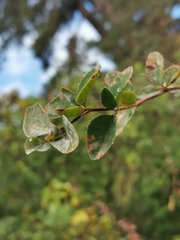 Erysiphe berberidis