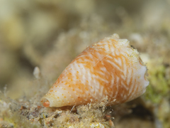 Conus miliaris