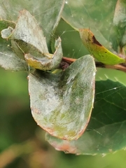 Erysiphe berberidis