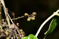 Zanthoxylum nitidum