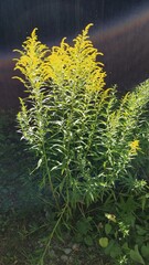 Solidago canadensis
