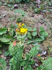 Blackstonia perfoliata