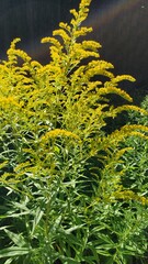 Solidago canadensis
