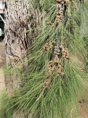 Casuarina equisetifolia