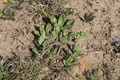 Tylecodon ventricosus