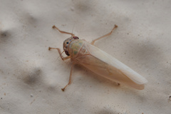 Cofana spectra