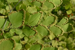 Adiantum tenerum