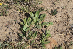 Tylecodon ventricosus